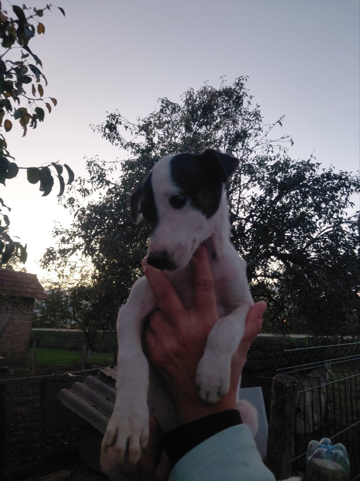 Pup zoekt nieuw huis, Particulier, 8 tot 15 weken, Buitenland, Teef