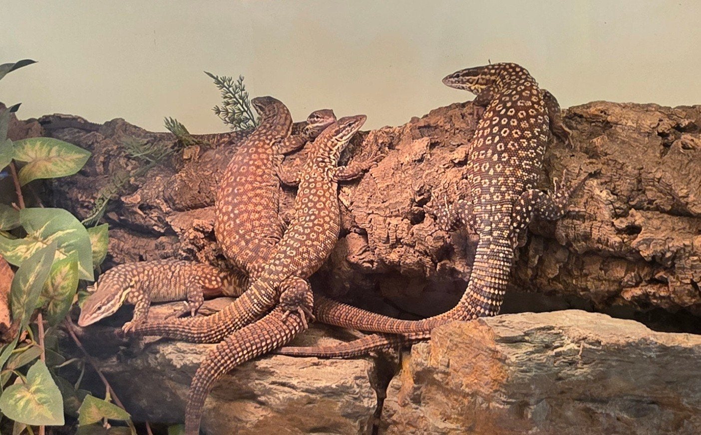 Varanus Acanthurus  5x inclusief Terrarium Monitor Lizard photo 3