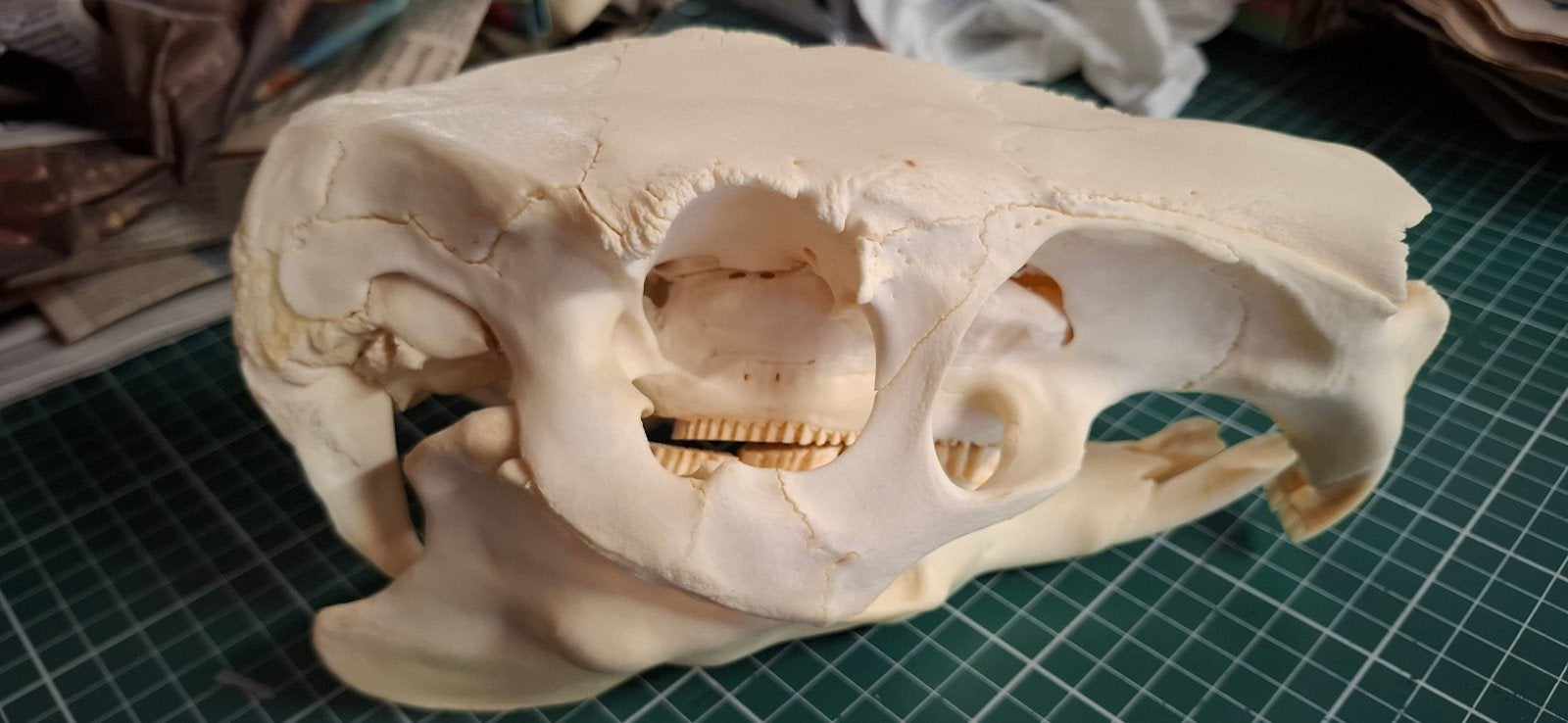 Capibara schedel taxidermy, Verzamelen, Ophalen, Zo goed als nieuw, Schedel
