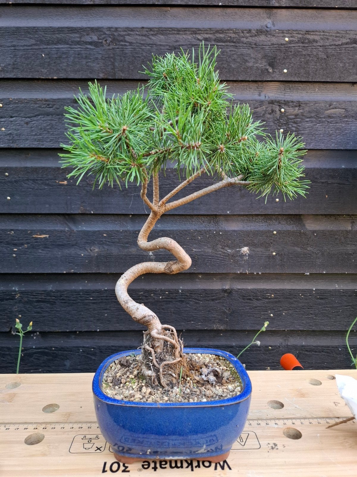 Pinus sylvestris bonsai, Tuin en Terras, Planten | Bomen, Bloeit niet, Overige soorten, Minder dan 100 cm, Ophalen