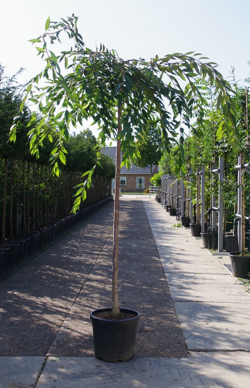treurvorm prunus pendula rubra treurboom, Ophalen, In pot, Volle zon, Overige soorten