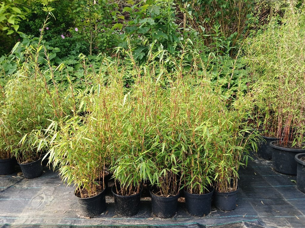 BAMBOE FARGESIA RUFA *NIET WOEKEREND* v.a. € 8,95, Ophalen, Bamboe, Struik, 100 tot 250 cm