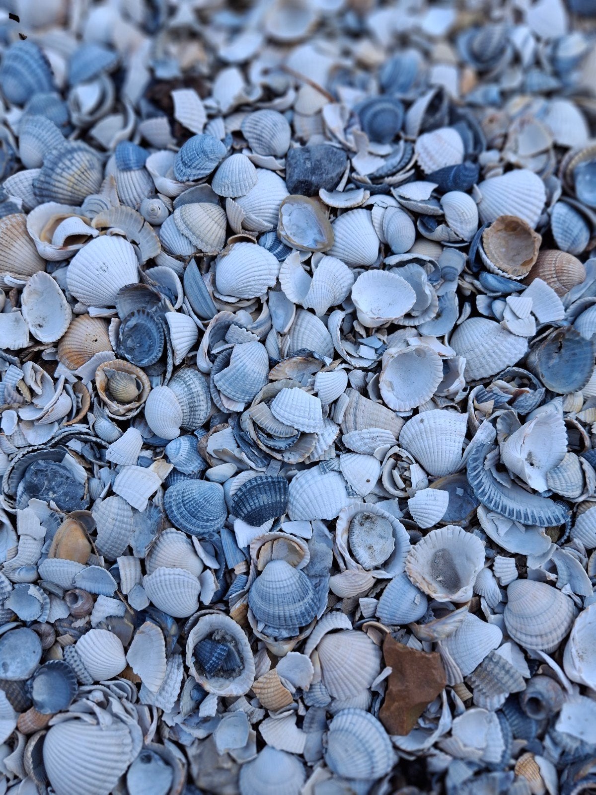 Gewassen schelpen blauw wit 0,25 m3, Ophalen, Overige materialen, Wit, Overige typen