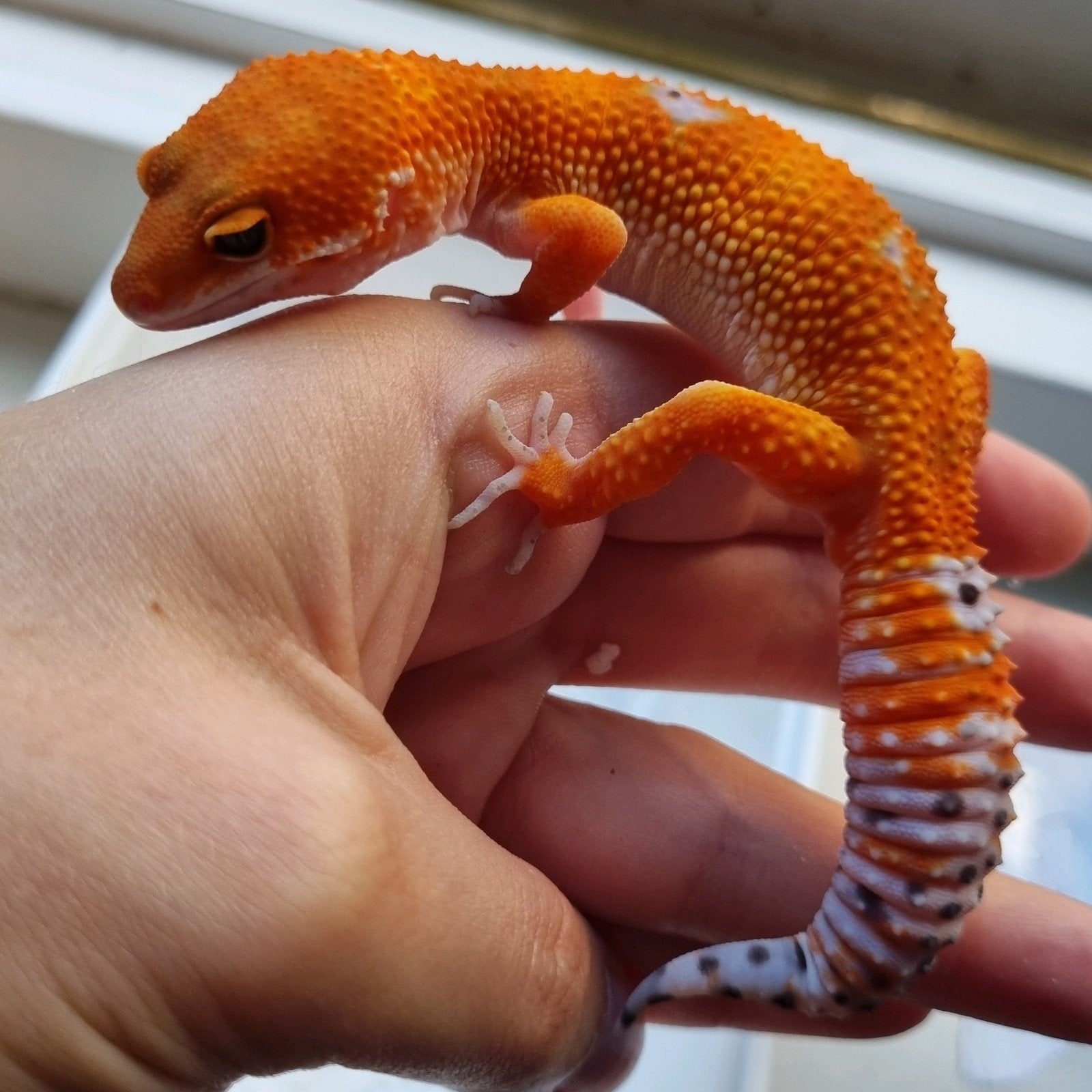 1.0 purplehead mandarin het tremper luipaardgekko Leopard Gecko - male for sale from Rocking Reptiles