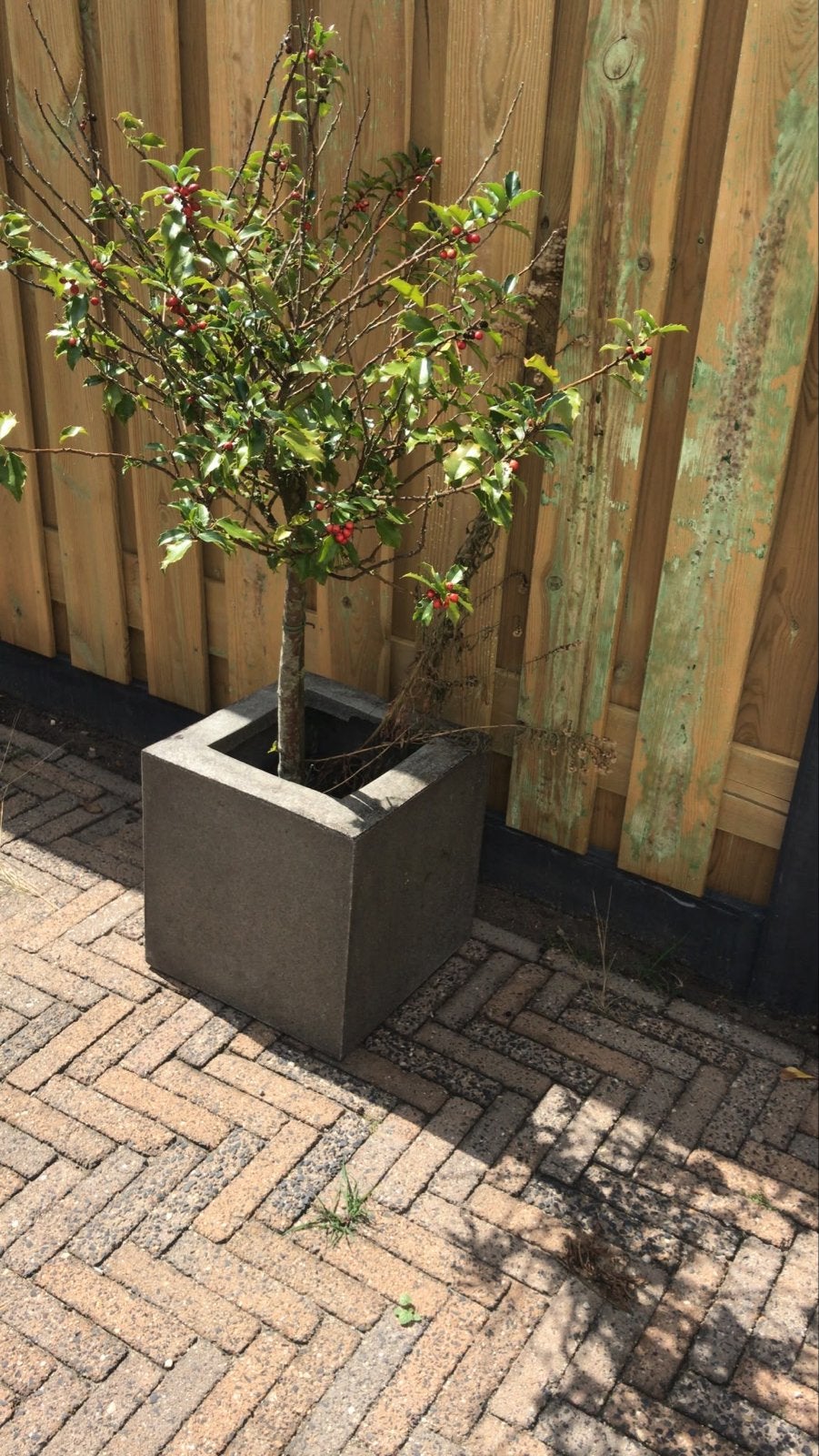 Set van 2 betonnen plantenbakken - Vierkant en Rechthoekig, Tuin en Terras, Ophalen, Gebruikt, 60 tot 100 cm, Beton