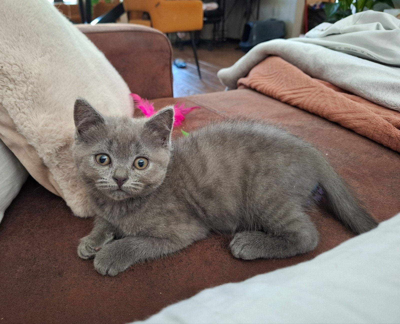 Britse korthaar x Scottish, Poes, Ontwormd, 0 tot 2 jaar