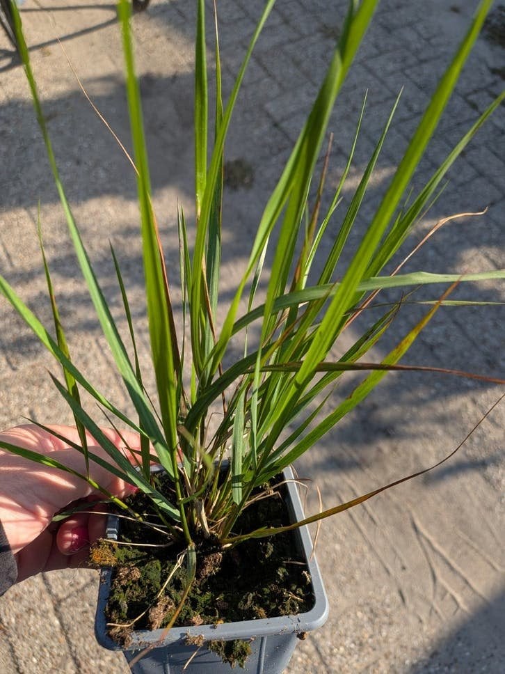 Karl Foerster Struisriet - Siergras voor Tuin en Terras, Ophalen, Volle zon, Vaste plant, Siergrassen
