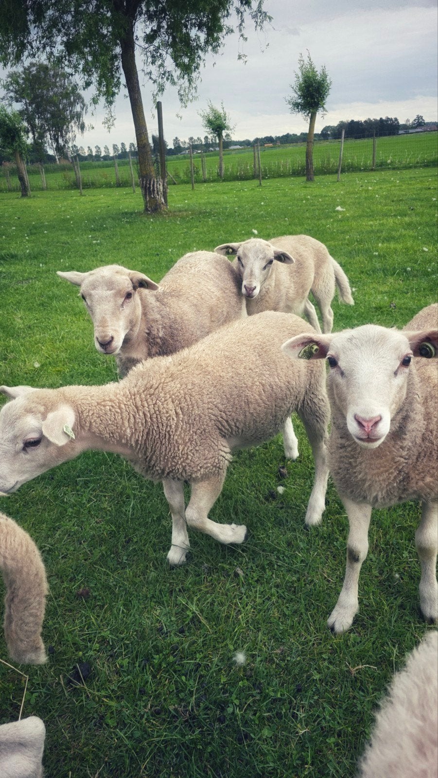 3 ooilammen en 3 ramlammen, easy care en maasduin, Meerdere dieren, Schaap