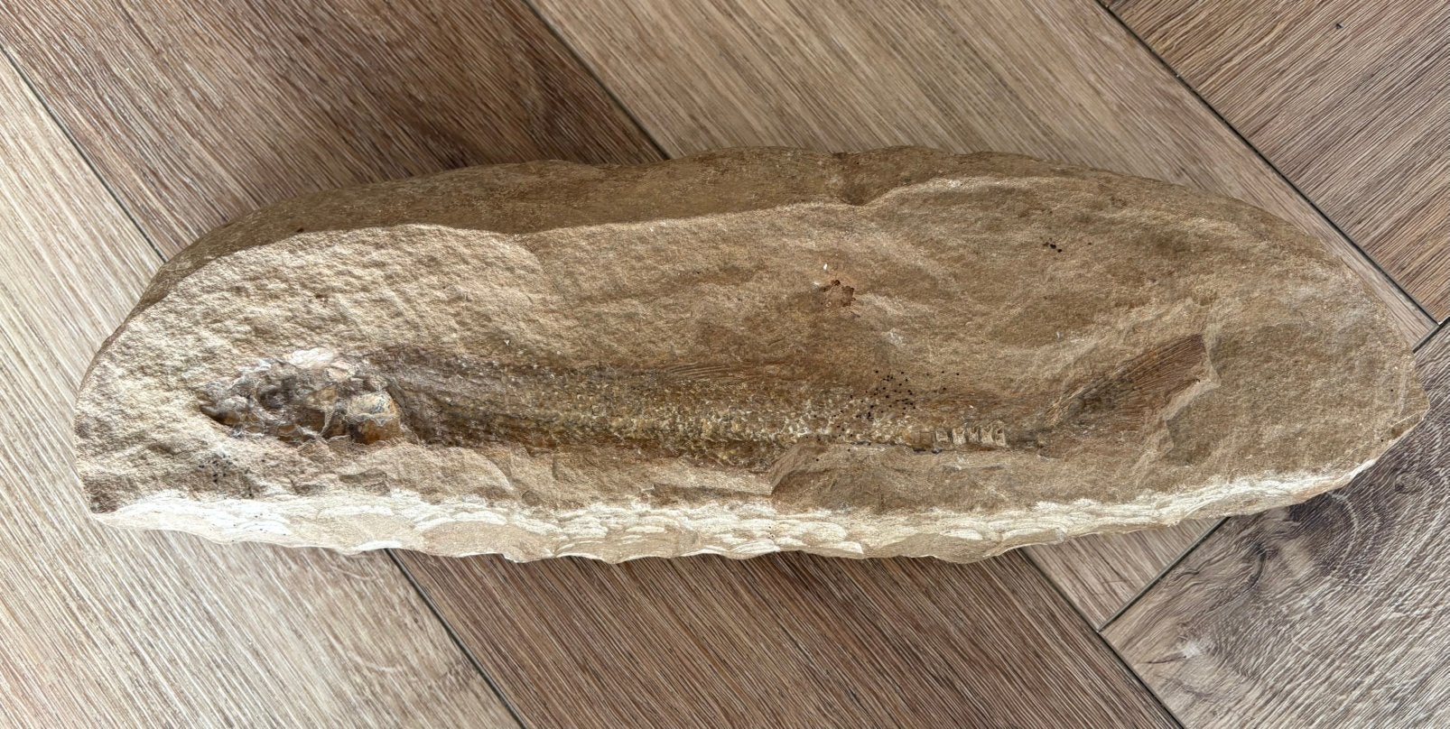 Fossiel Vis, Ophalen of Verzenden
