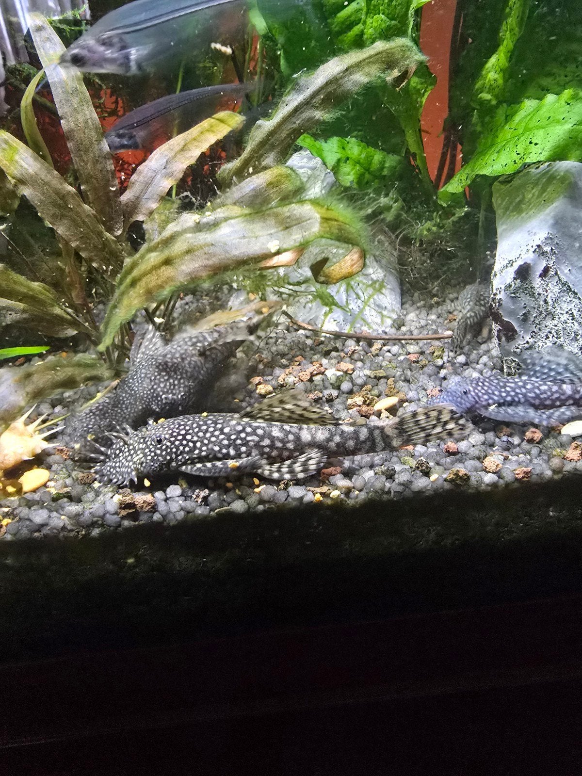 ancistrus algeneter, Dieren en Toebehoren, Vis