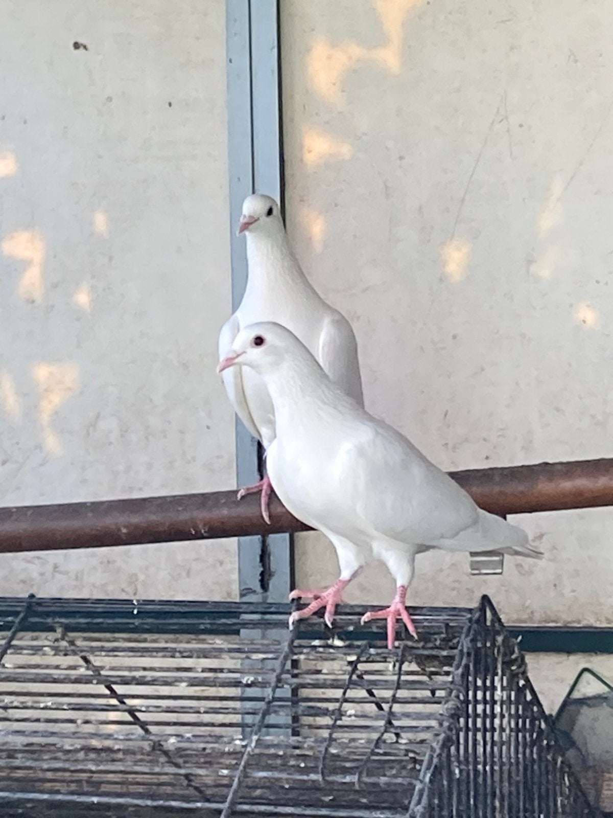 Witte (post) duiven, Dieren en Toebehoren, Meerdere dieren, Postduif