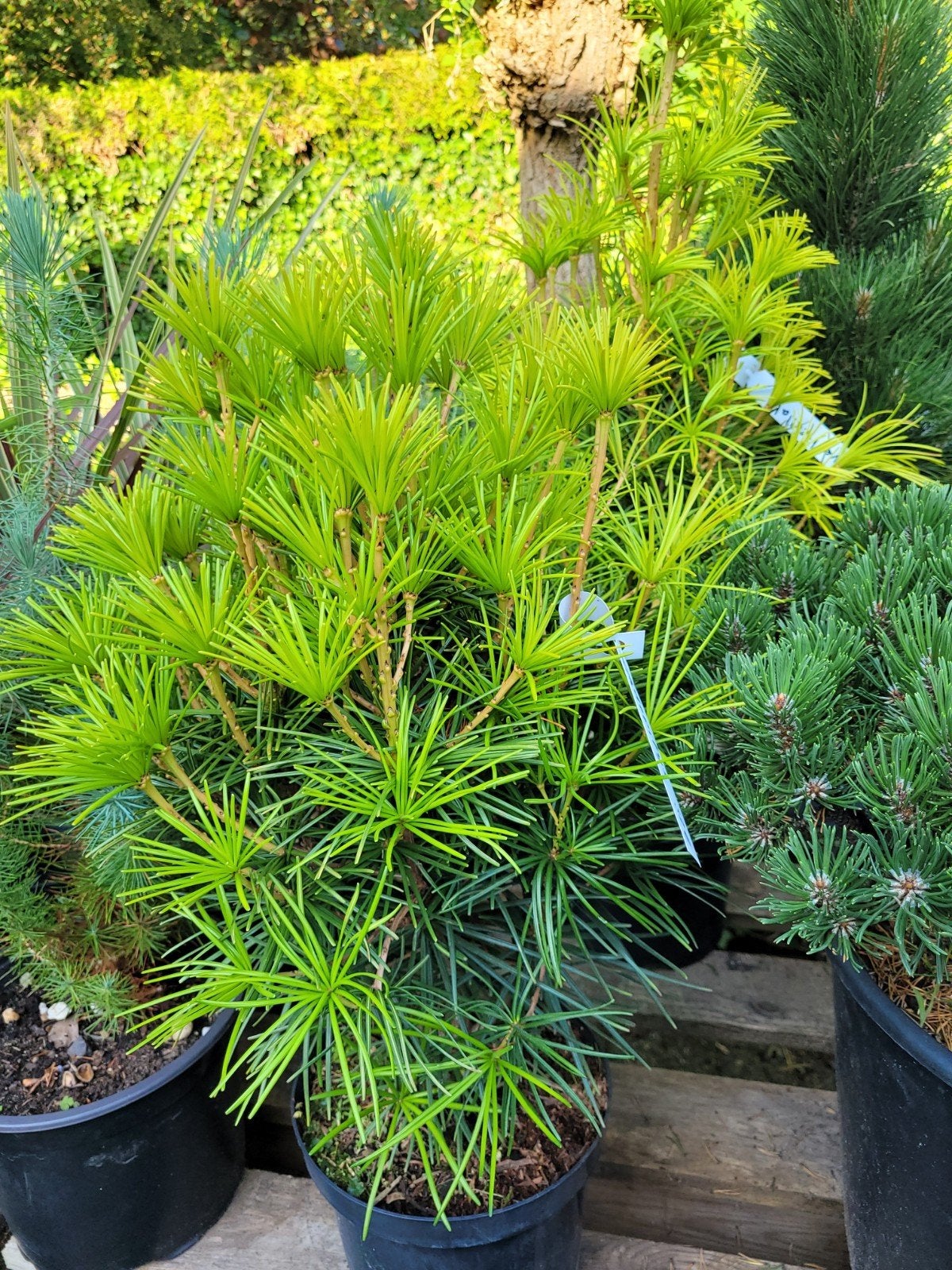 Japanse parasolden - Sciadopitys verticillata, Vaste plant, Bloeit niet, Halfschaduw, Ophalen