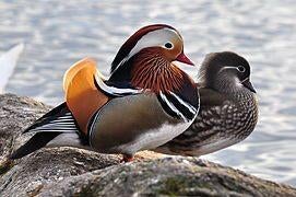 mandarijneend, watervogels, siereenden, Mannelijk, Eend