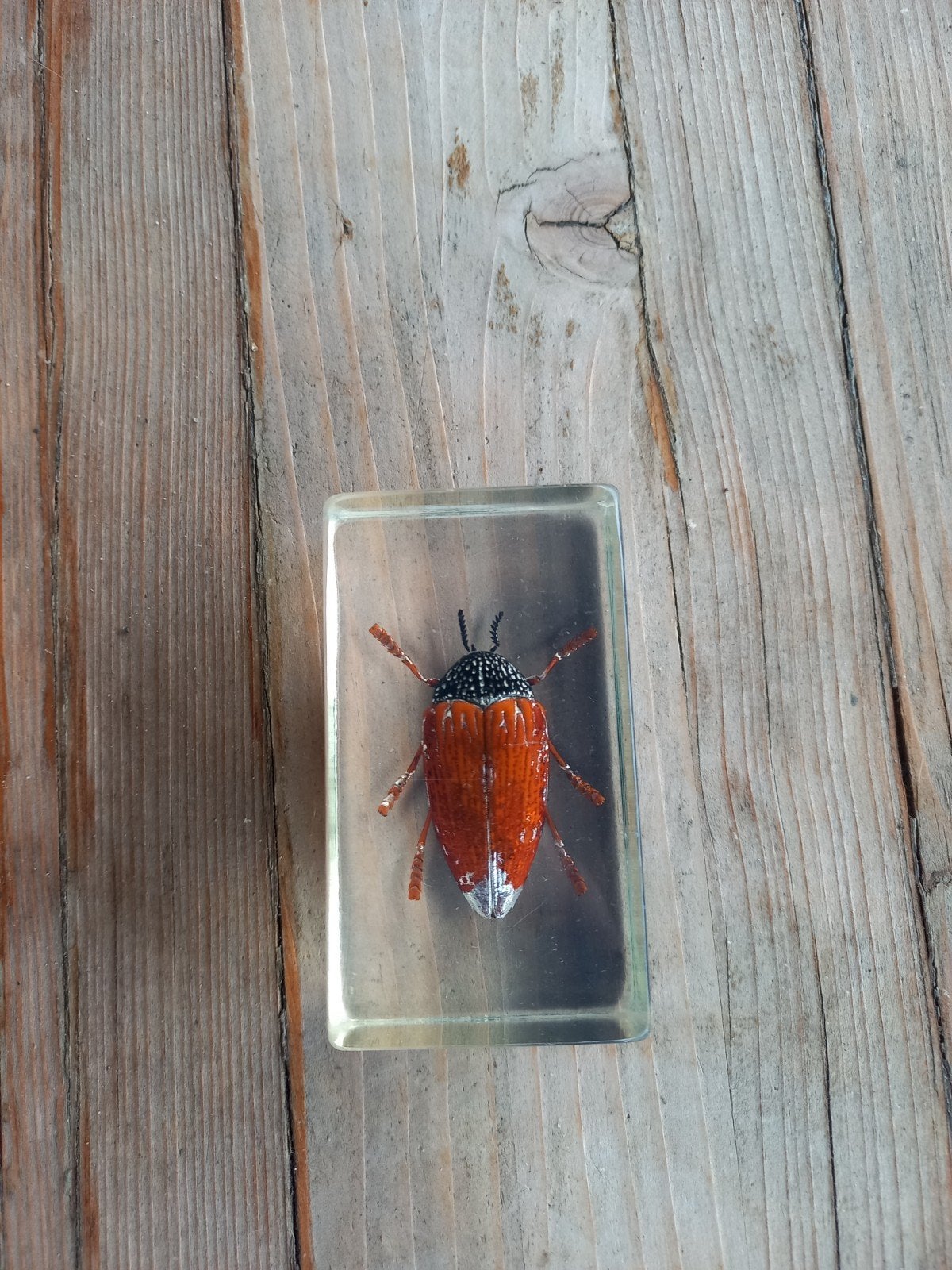 Insecten in hars, educatief,, Dieren en Toebehoren, Insecten en Spinnen