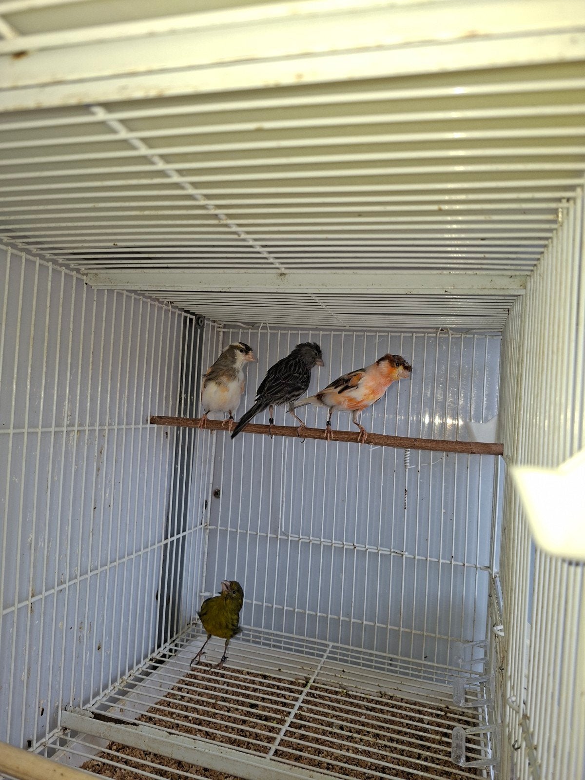 vogels te koop, Dieren en Toebehoren, Vogels | Kanaries, Meerdere dieren, Kleurkanarie