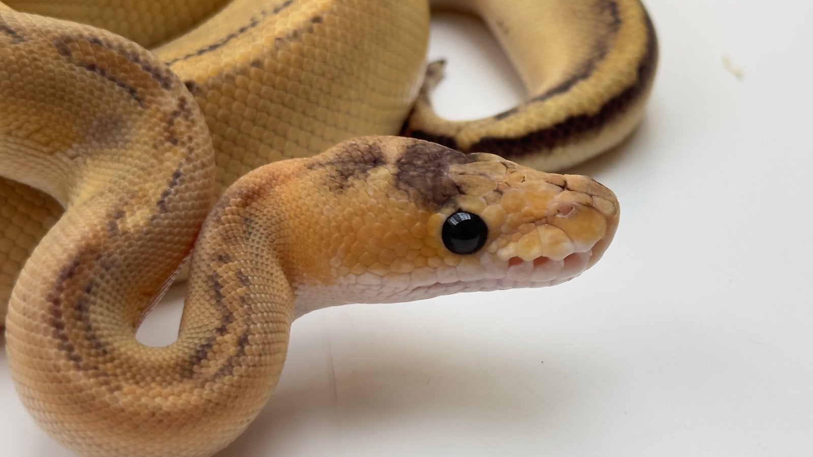 Champagne dh clown hypo ball python, Slang, 0 tot 2 jaar
