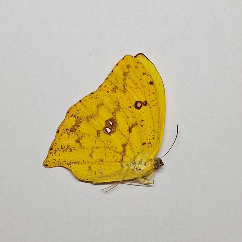 Ongeprepareerde vlinder Phoebis Rurina, Ophalen, Nieuw, Insect, Opgezet dier
