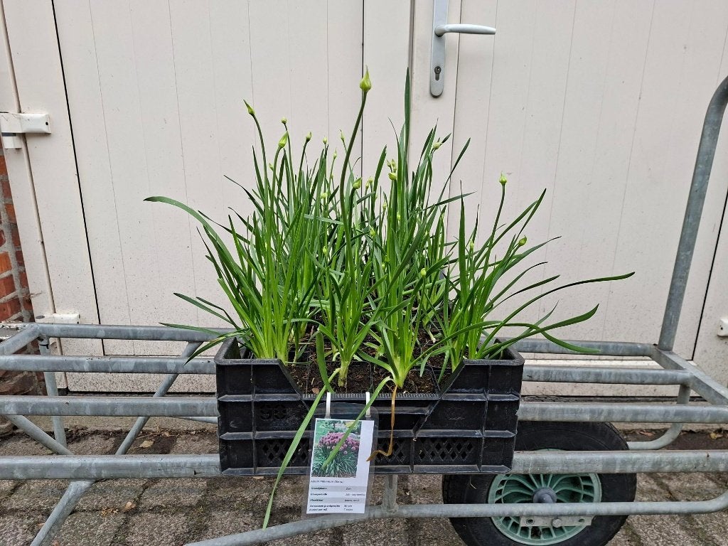 Vol in de knop Allium Millenium (Sierui) in pot!, Ophalen, Overige soorten, Volle zon