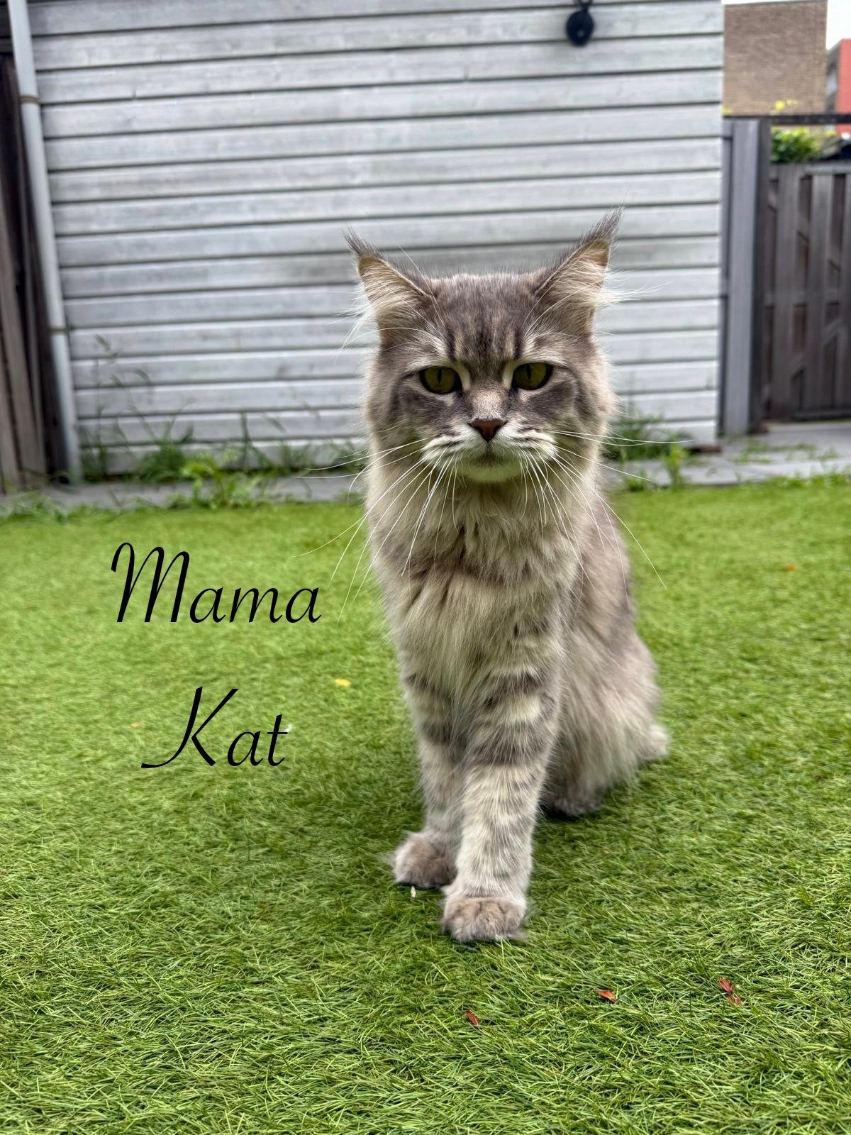 Britse Korthaar Maine Coon kruising, Poes, Kortharig, 0 tot 2 jaar