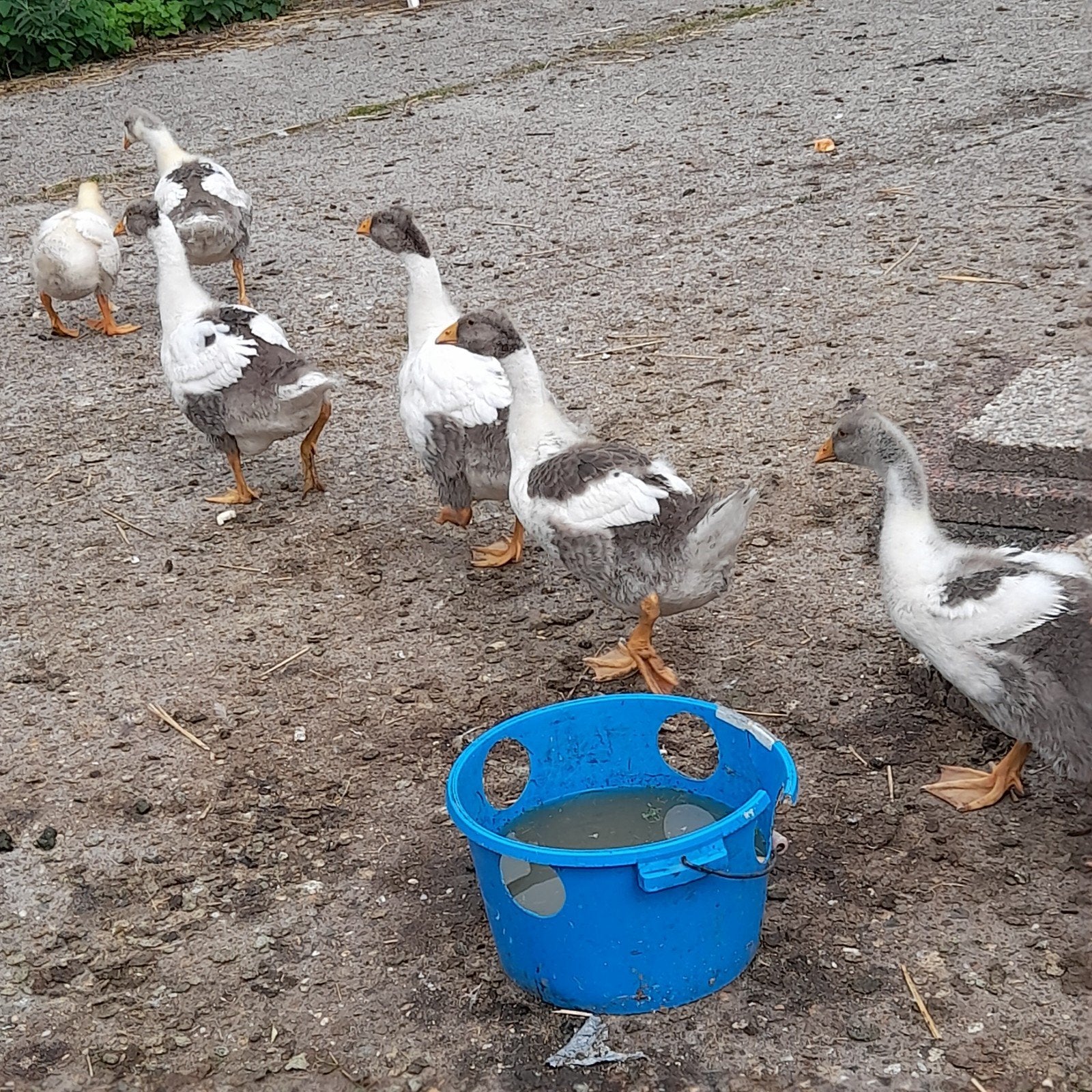 Twense land ganzen, Meerdere dieren, Gans of Zwaan