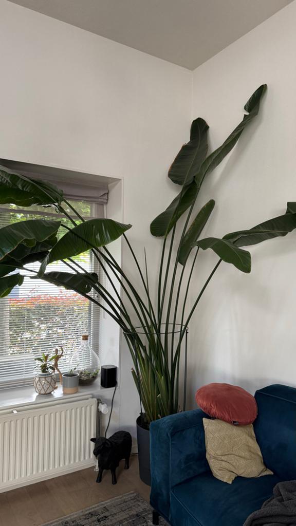 Grote Strelitzia Nicolai - Paradijsvogelplant, Ophalen, 200 cm of meer, Overige soorten, Halfschaduw
