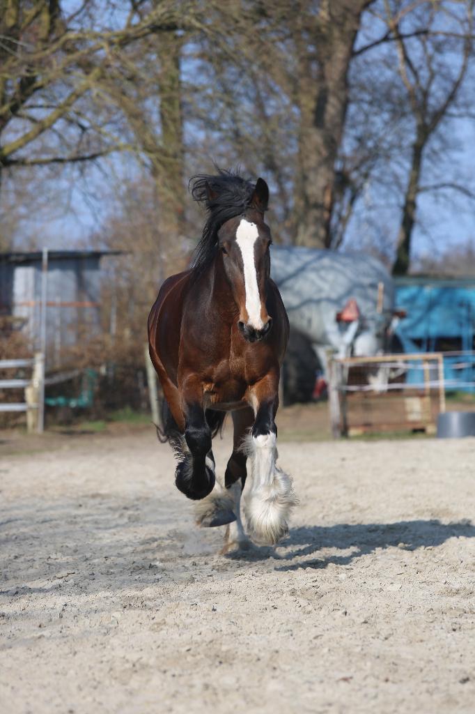 Shire paard rijpaard, Dieren en Toebehoren, Paarden, Merrie, Met stamboom, 175 cm of meer, L