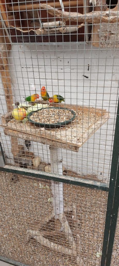 Agaporniden cq dwergpapegaaien  te koop, Dieren en Toebehoren, Vogels | Parkieten en Papegaaien, Meerdere dieren, Parkiet