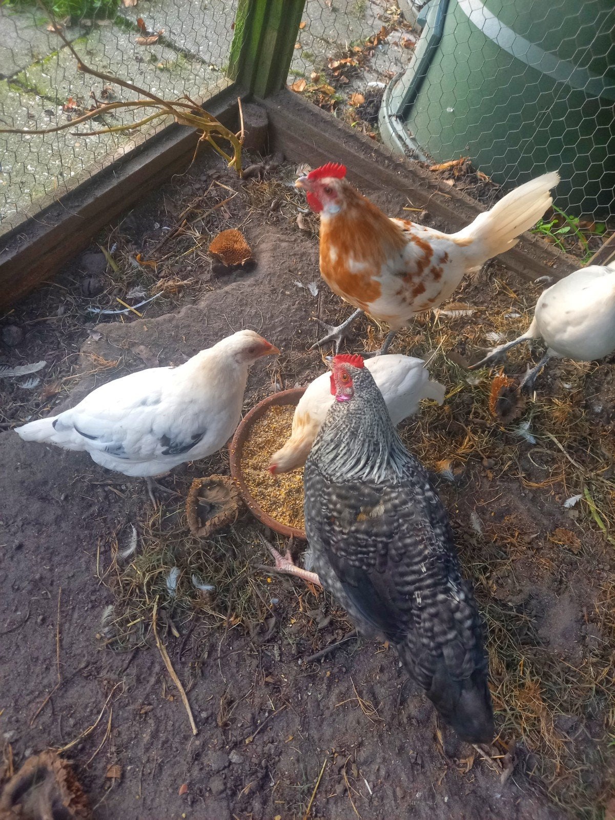 5 x kippen, Dieren en Toebehoren, Meerdere dieren, Kip