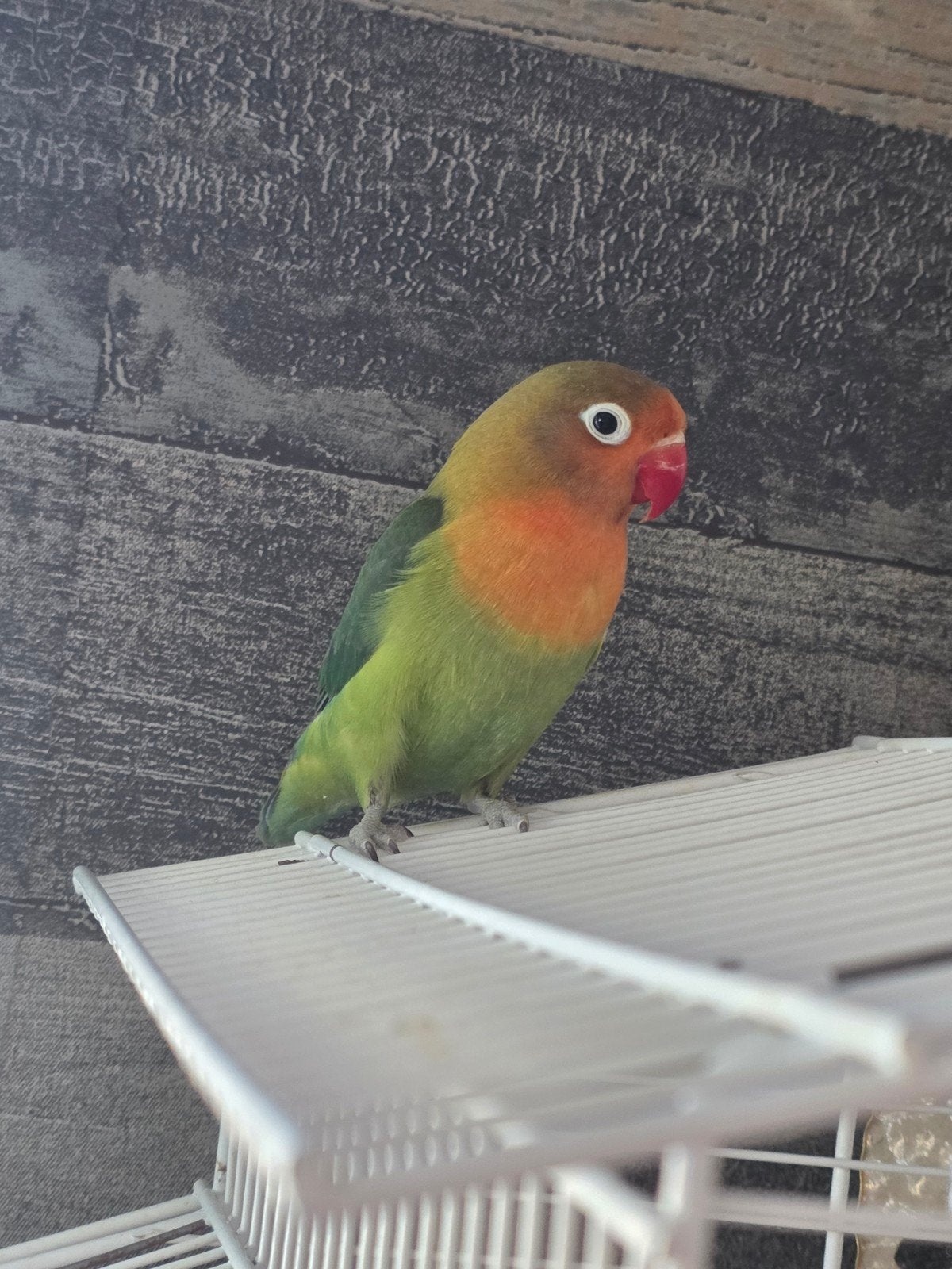 agaponis 2 maanden oud, Dieren en Toebehoren, Geslacht onbekend
