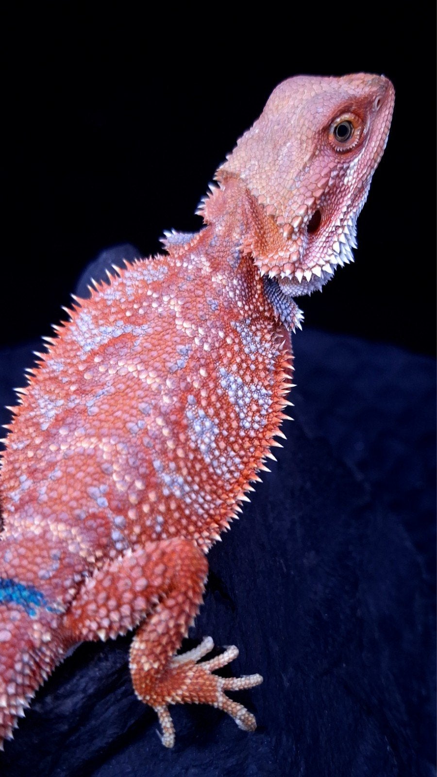 Baardagaam Mannen Red Hypo Blue Bar Bearded Dragon photo 11