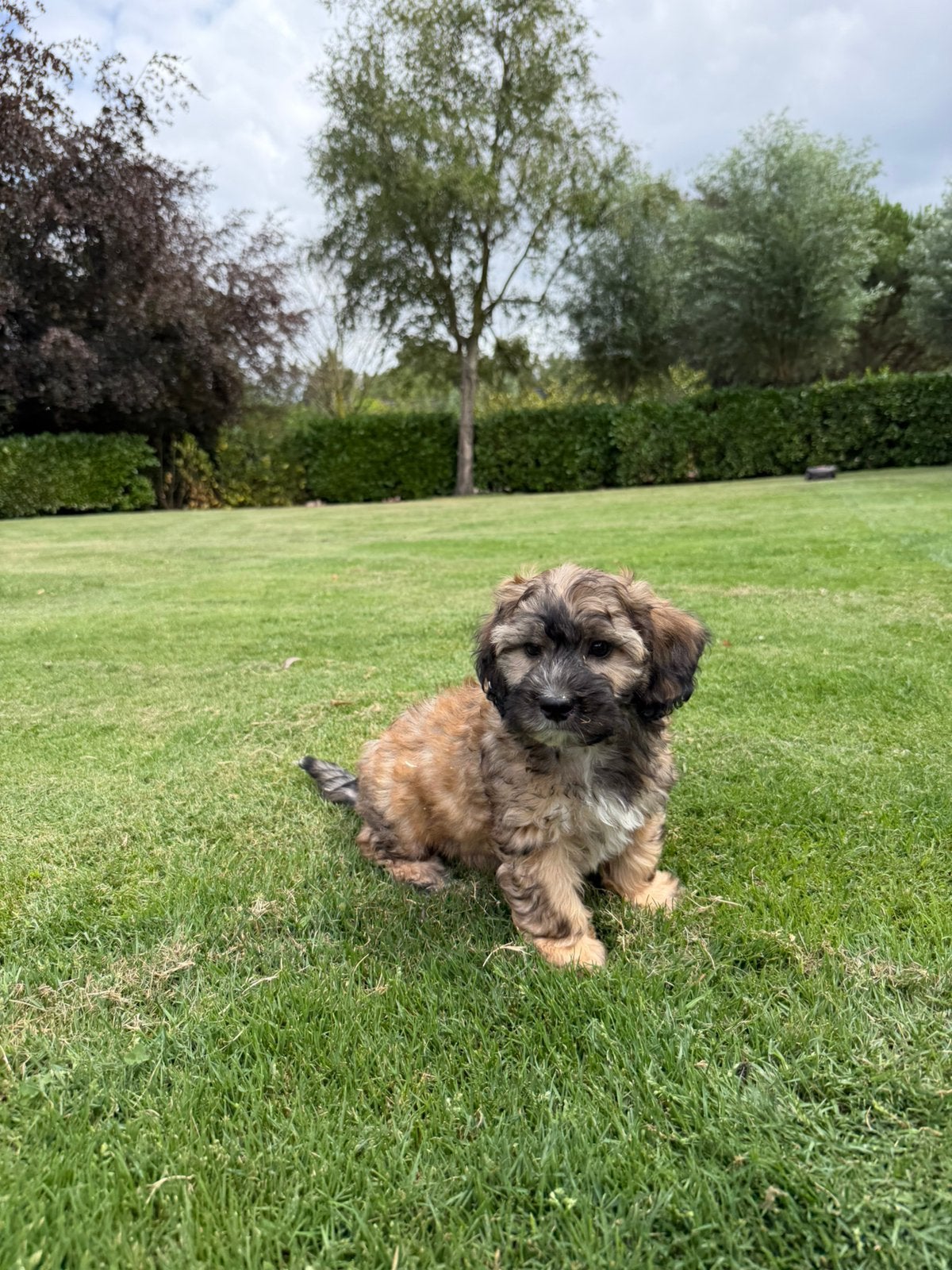Boompoo (Boomer x Poedel) pup (reutje), Parvo, Nederland, 8 tot 15 weken, Meerdere