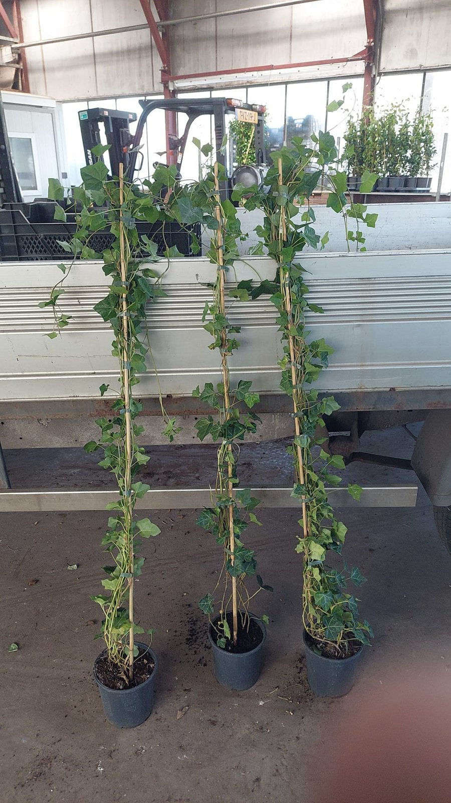 Hedera prima planten .150 cm +  partij 120 stuks  4,99 pst, Tuin en Terras, Planten | Tuinplanten, Ophalen, Vaste plant, Bloeit niet
