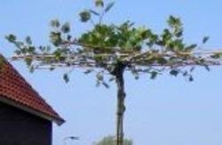 Dakplatanus acerifolia, Bloeit niet, 100 tot 250 cm, Ophalen, Volle zon