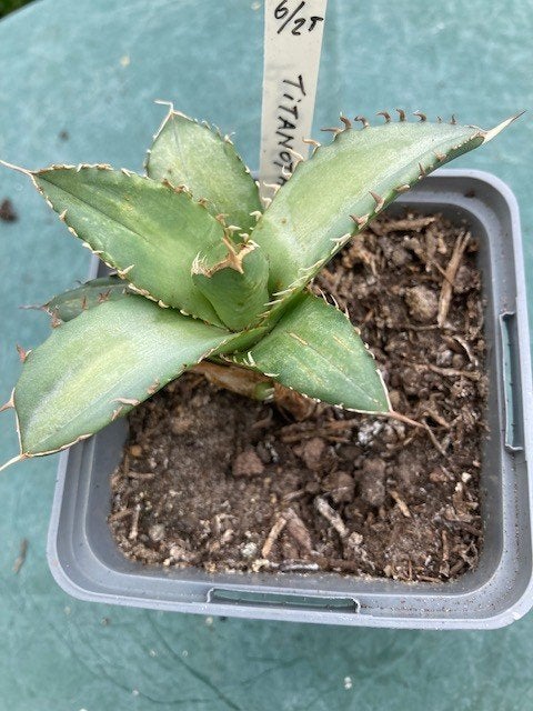 Agave Titanota, Ophalen of Verzenden, Halfschaduw, Minder dan 100 cm