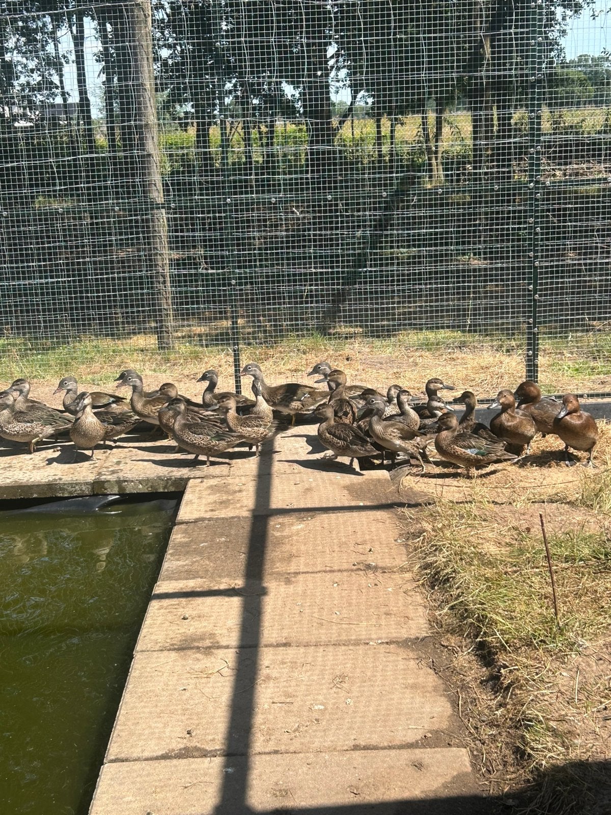 Siereenden eenden watervogels, Dieren en Toebehoren, Meerdere dieren, Eend