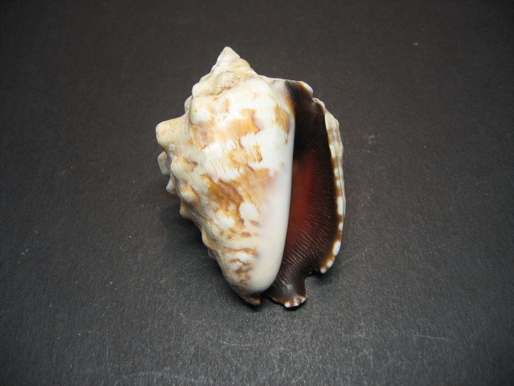 Schelpen: Lentigo pipus  Röding, 1798., Ophalen of Verzenden, Schelp(en)