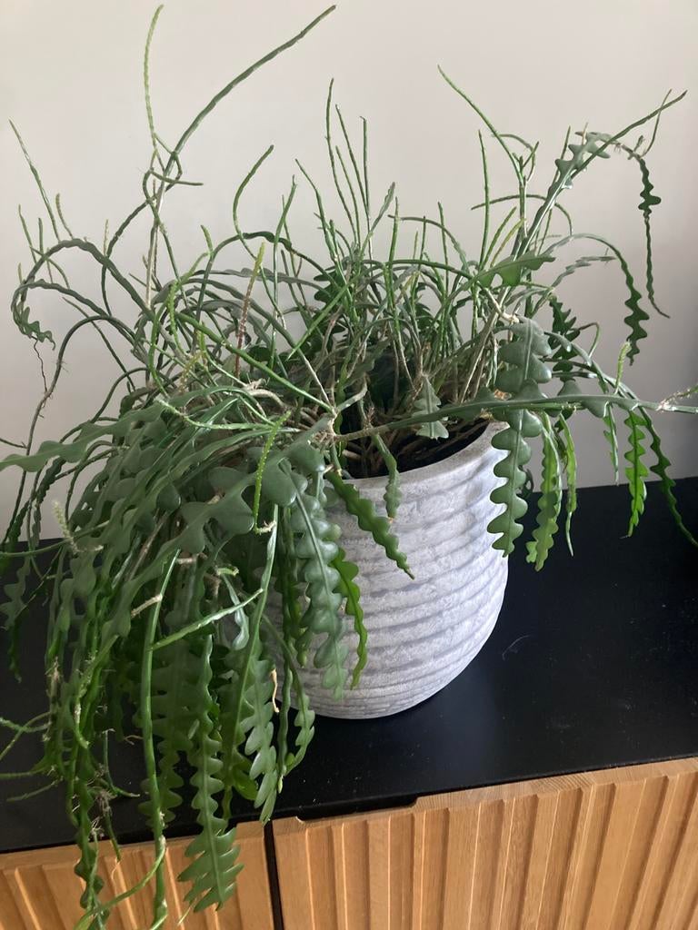 Zaagcactus inclusief pot, Ophalen, Halfschaduw, Minder dan 100 cm
