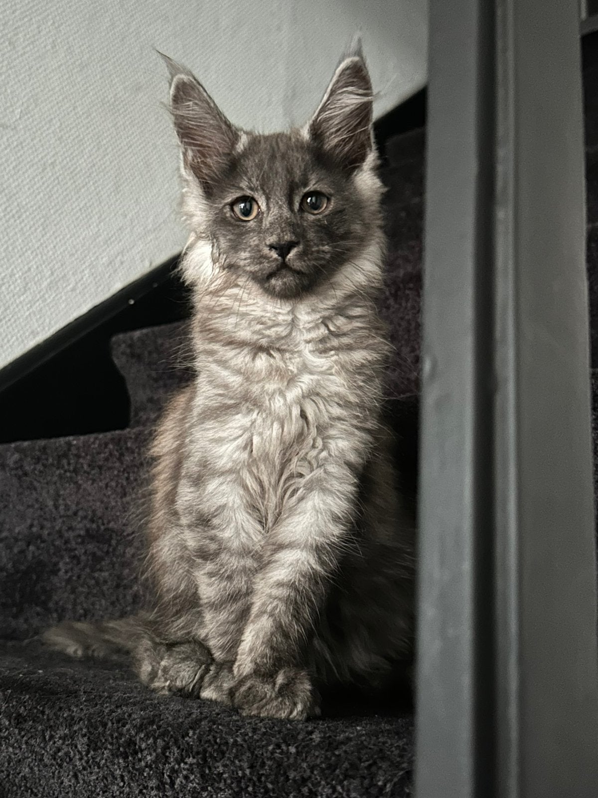 Maincoon kittens, Dieren en Toebehoren, Meerdere dieren, Met stamboom, 0 tot 2 jaar
