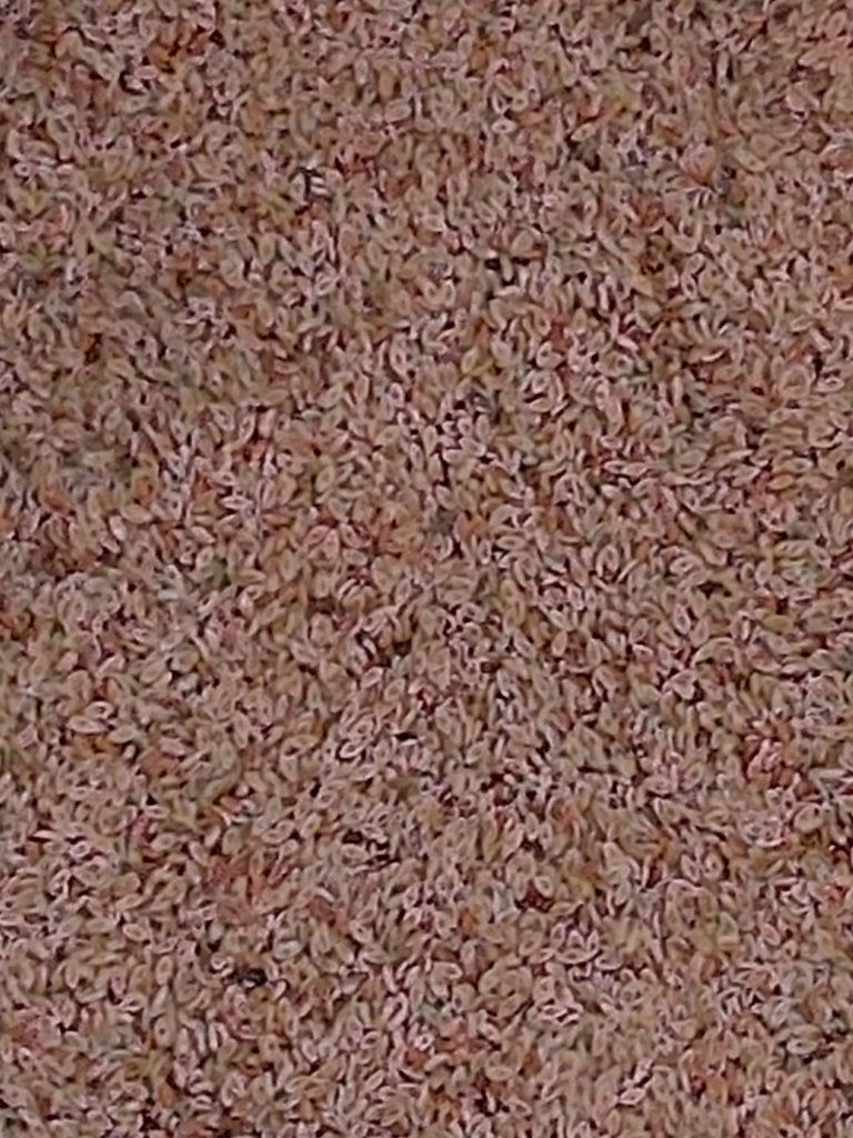 Psylliumzaad / vlozaad, Ophalen of Verzenden, Nieuw
