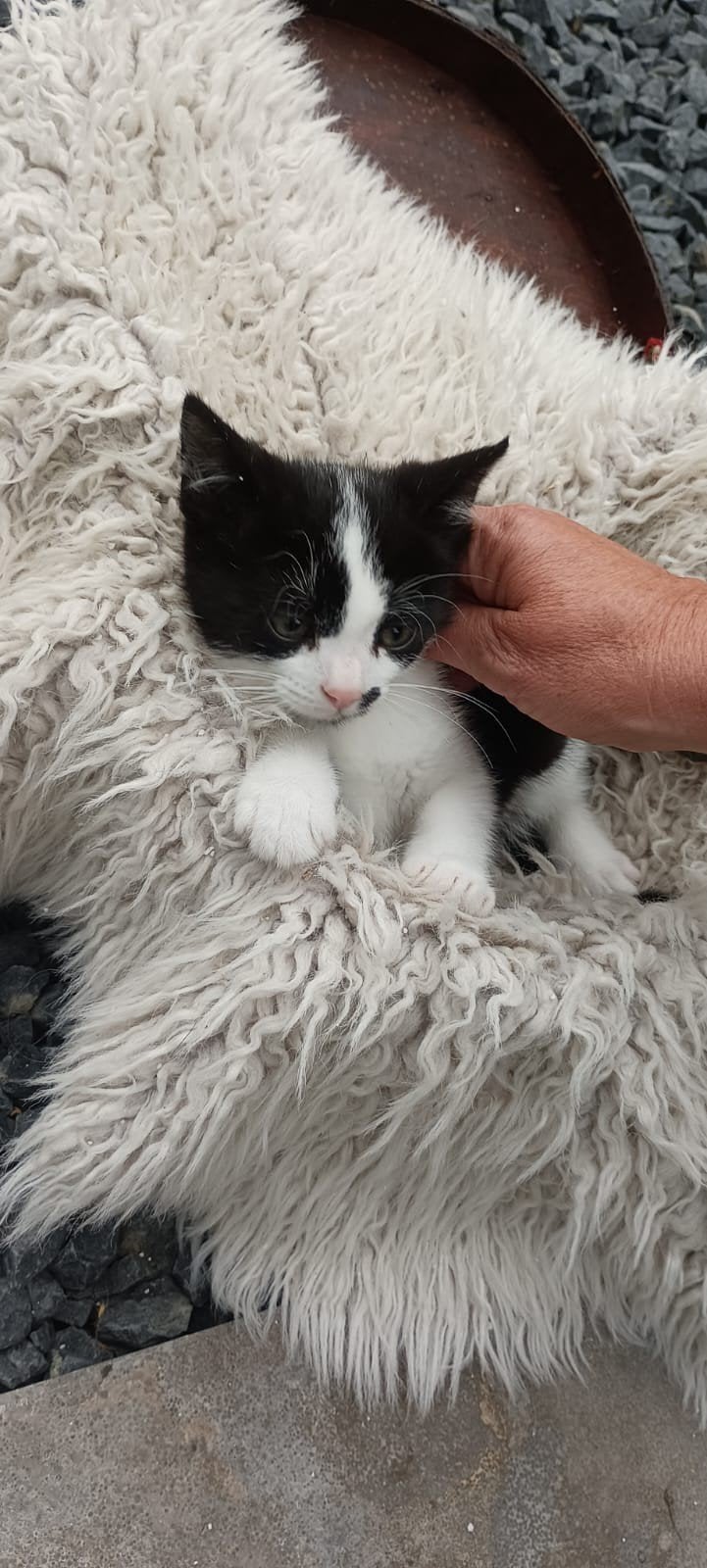 Kitten, Dieren en Toebehoren, Katten en Kittens | Raskatten | Korthaar, Meerdere dieren, Ontwormd, 0 tot 2 jaar