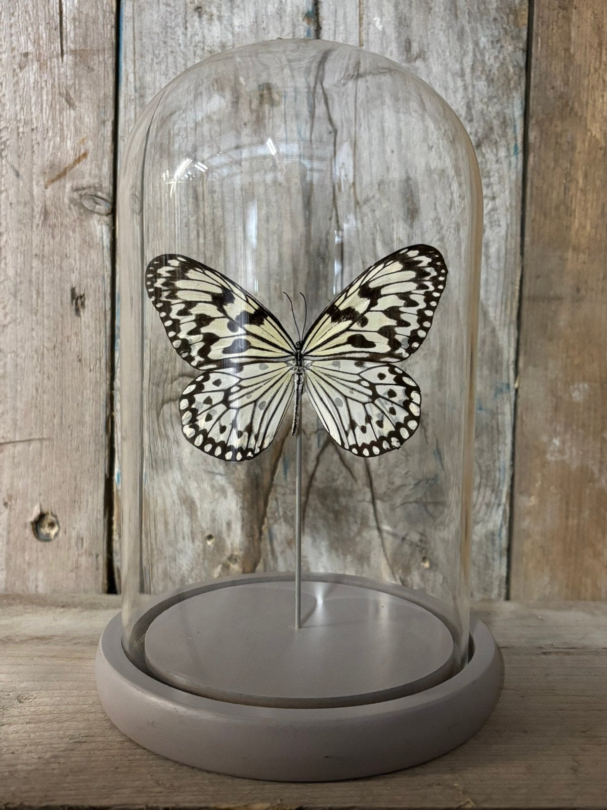 Mooie stolp met een Idea Leuconoe vlinder, Ophalen of Verzenden, Nieuw, Insect, Opgezet dier