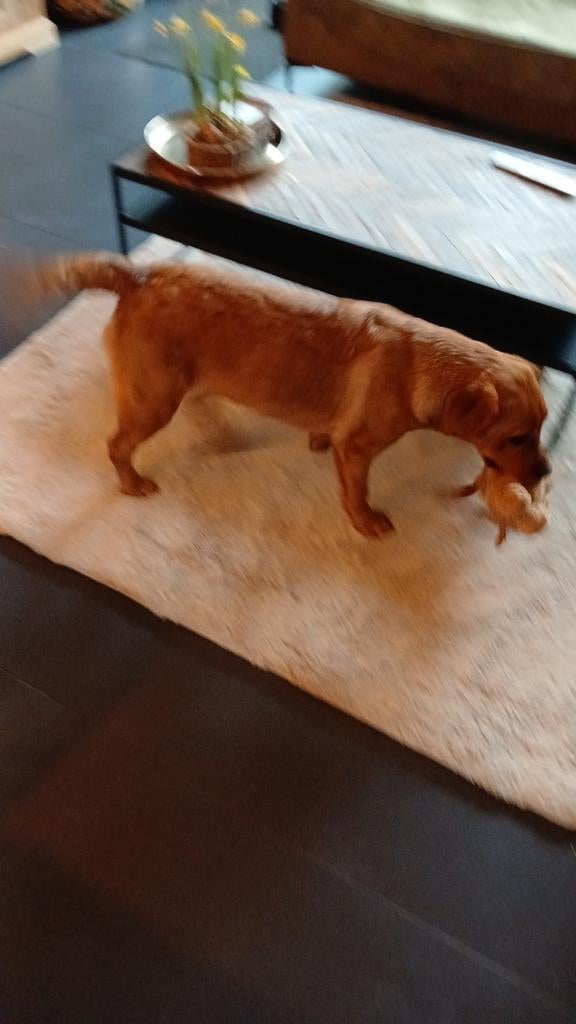 Honden oppas aangeboden en overige dieren, Ophalen, Nieuw
