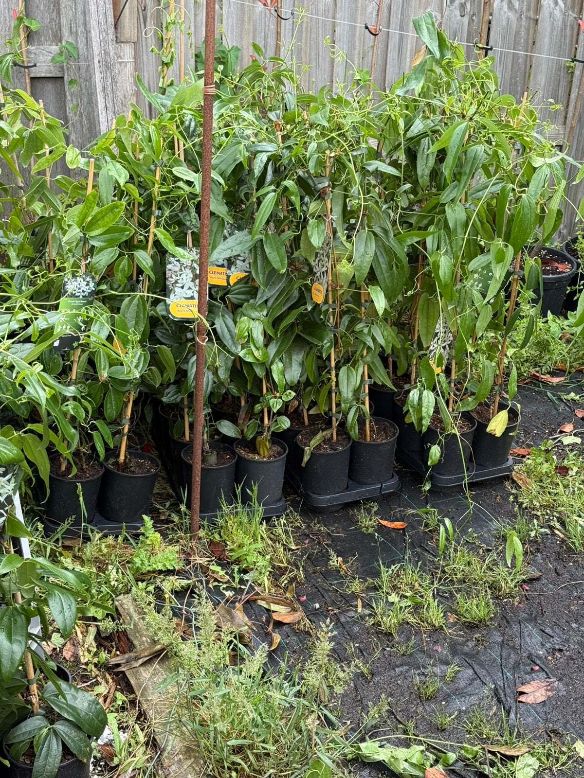 Groenblijvende  clematis div soorten extra lang stunt prijs, Ophalen, Overige soorten, Volle zon