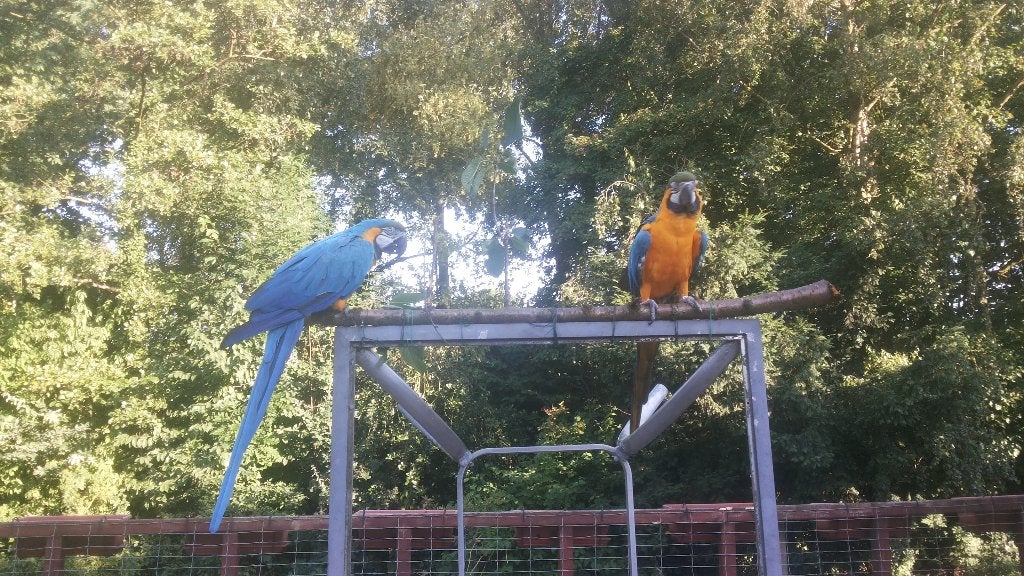 Koppel Blauw - Gele  Ara's, Meerdere dieren, Papegaai, Pratend
