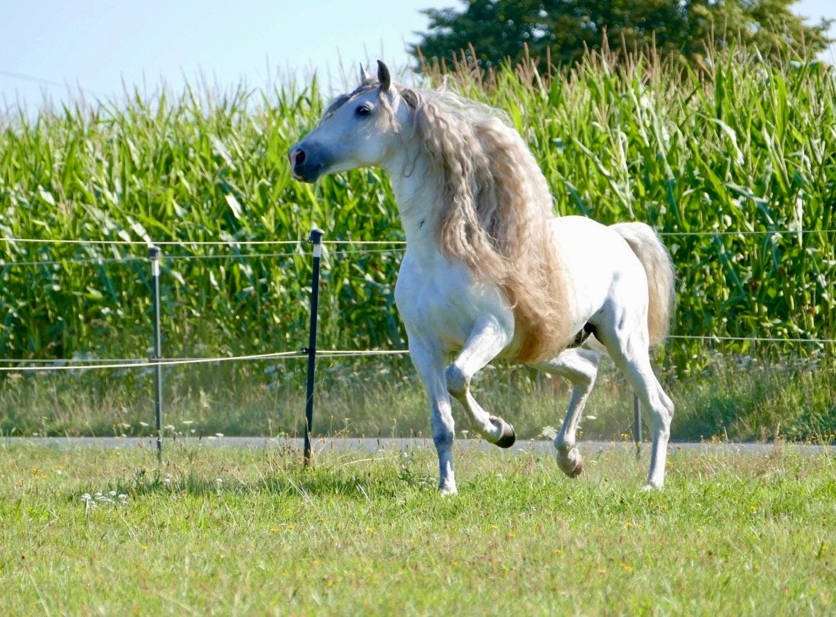 Super lieve P.R.E. Hengst, Dieren en Toebehoren, Hengst, Recreatiepaard