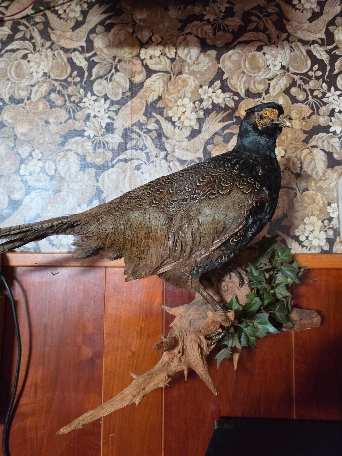 opgezette fazant, Dieren en Toebehoren