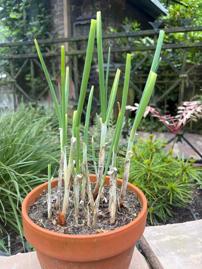 Egyptische loopui . Allium cepa var. viviparum, Ophalen, Volle zon