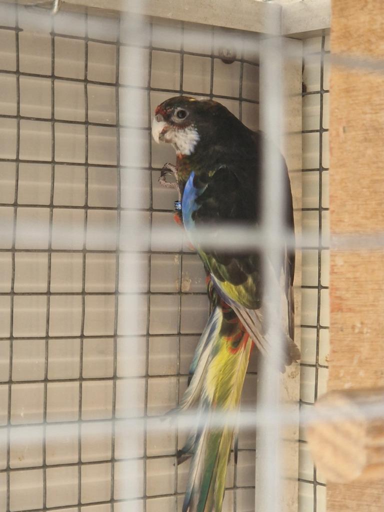 Koppel rosella's mutaties zwart ( vaste prijs), Dieren en Toebehoren, Vogels | Parkieten en Papegaaien, Meerdere dieren, Parkiet