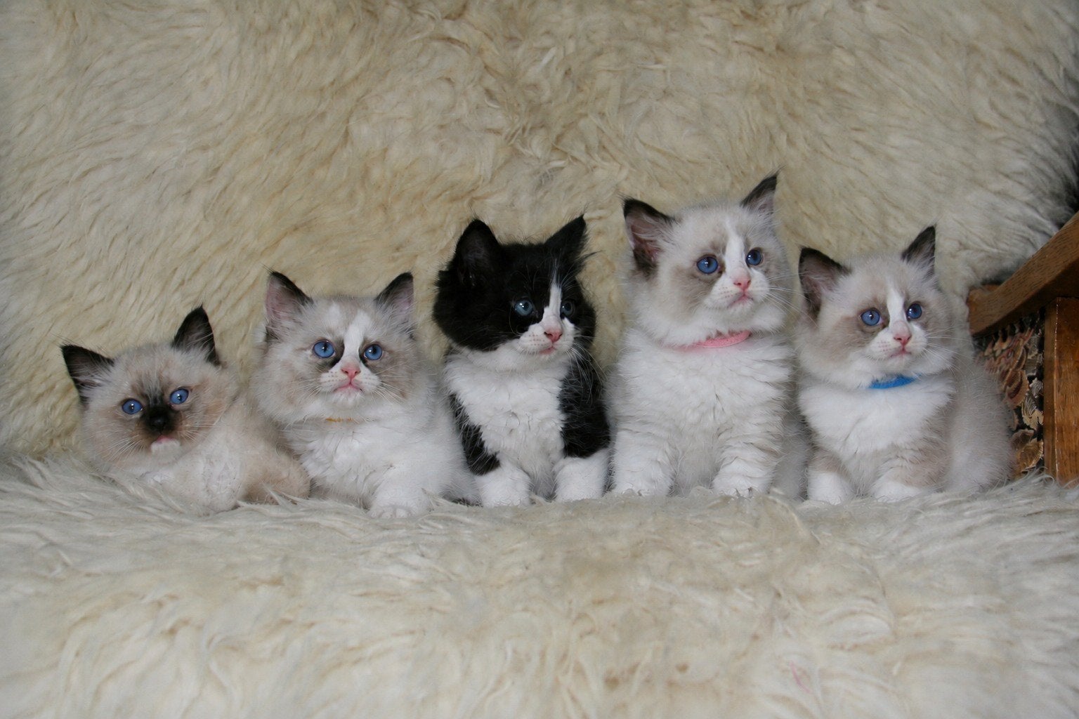 Ragdoll kittens met zeldzame kleuren en stamboom, Meerdere dieren, Gechipt