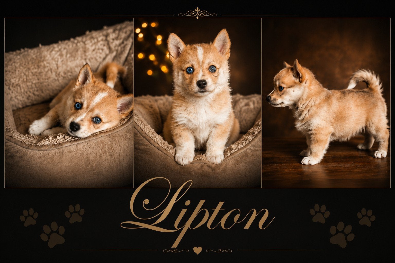 Unieke Pomsky pups, 8 tot 15 weken, Meerdere, Meerdere dieren, Nederland